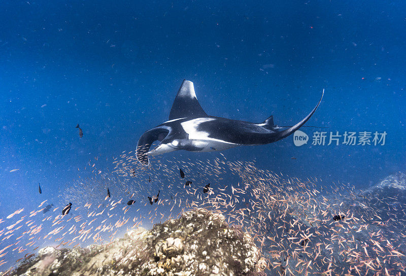 远洋蝠鲼(Manta birostris)游过清洁站。在世界自然保护联盟的红色名单中，这些优雅的动物正在成为野外罕见的景象。